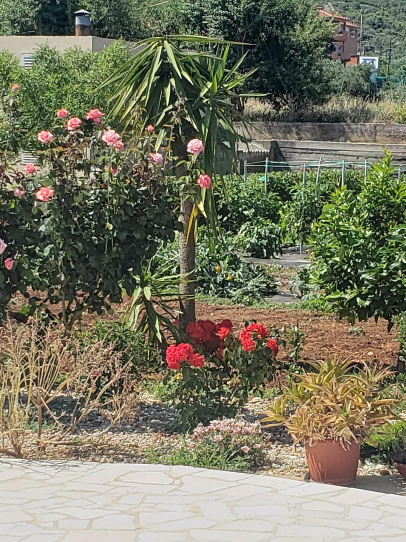 Apartmani Ciklic Dobropoljana Dış mekan fotoğraf